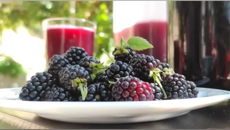 Köylülerin böğürtlen reçeli mesaisi
