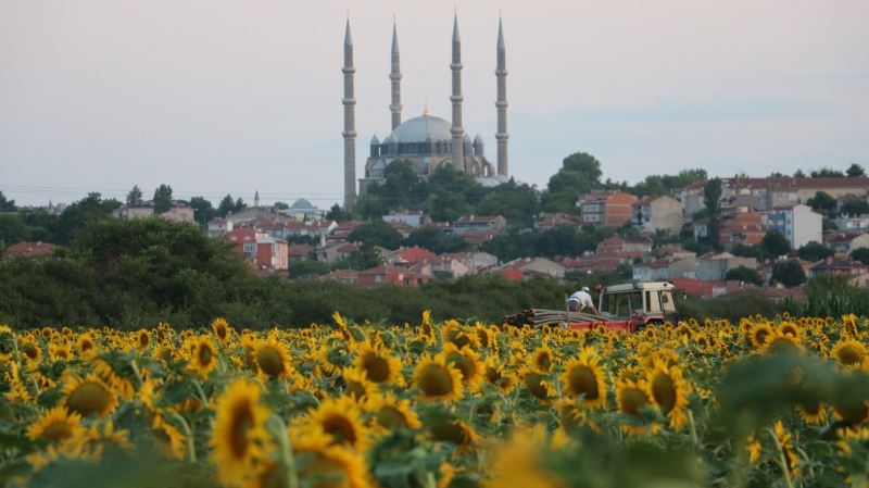  Kuraklık ayçiçeğini vurdu
