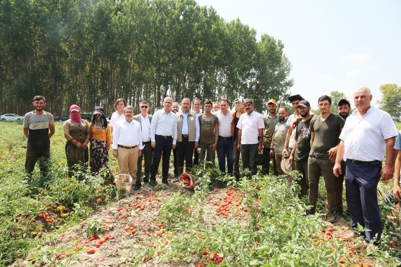 Domates hasadında salça fabrikalarına çağrı
