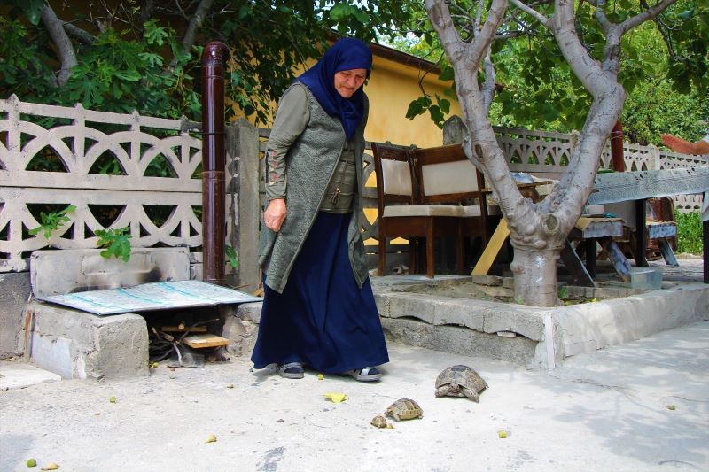 Kaplumbağa terbiyecisi Zekiye teyze
