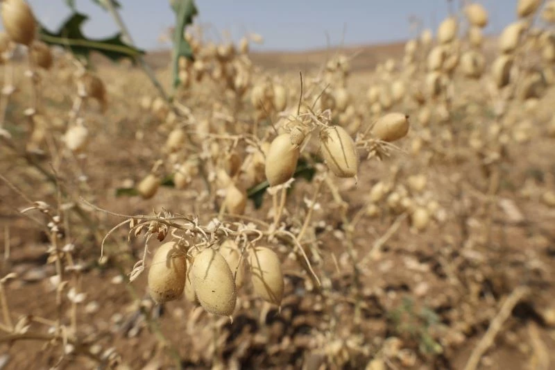 Gürün’de ilk defa ekilen Azkan çeşidi nohudun hasadı yapıldı
