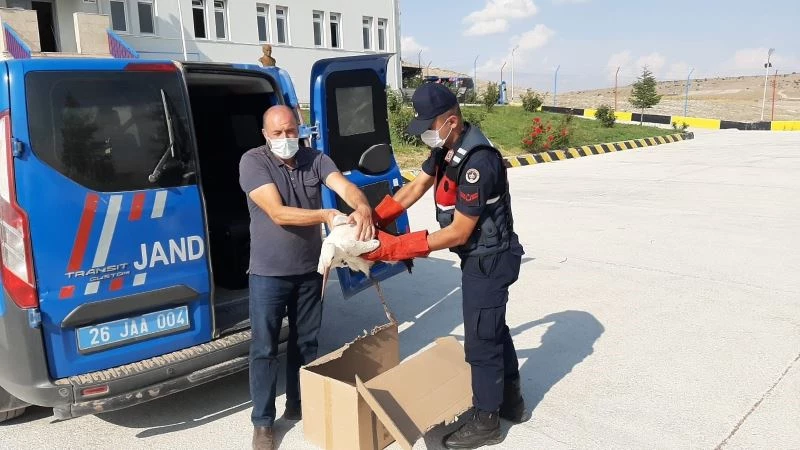 Yaralı leylekleri jandarma kurtardı
