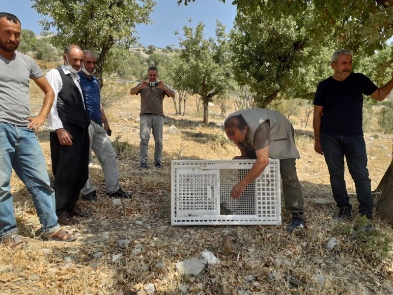 Diyarbakır kırsalına sülün kuşları bırakıldı
