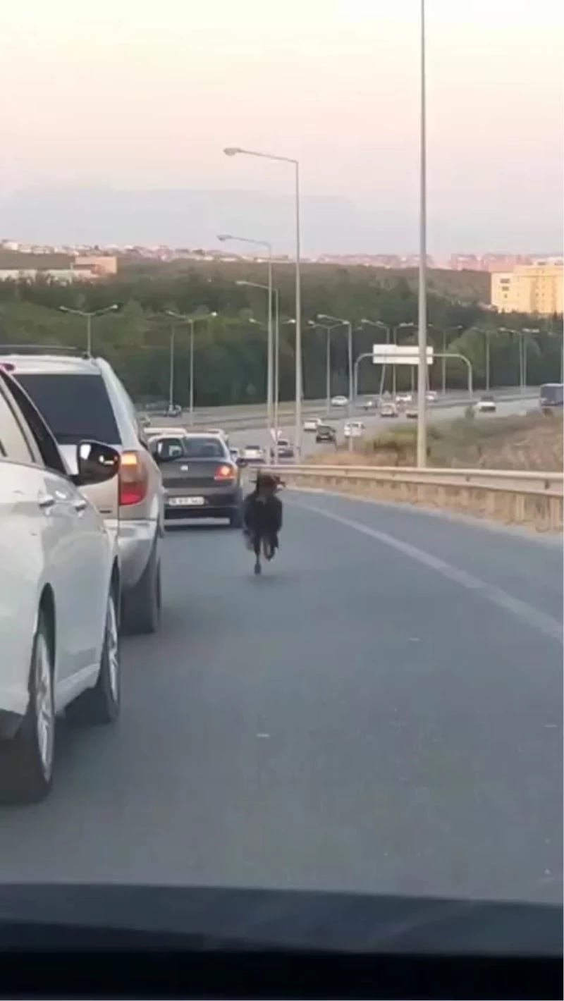 (Özel) Otobana çıkan keçi, trafiği alt üst etti
