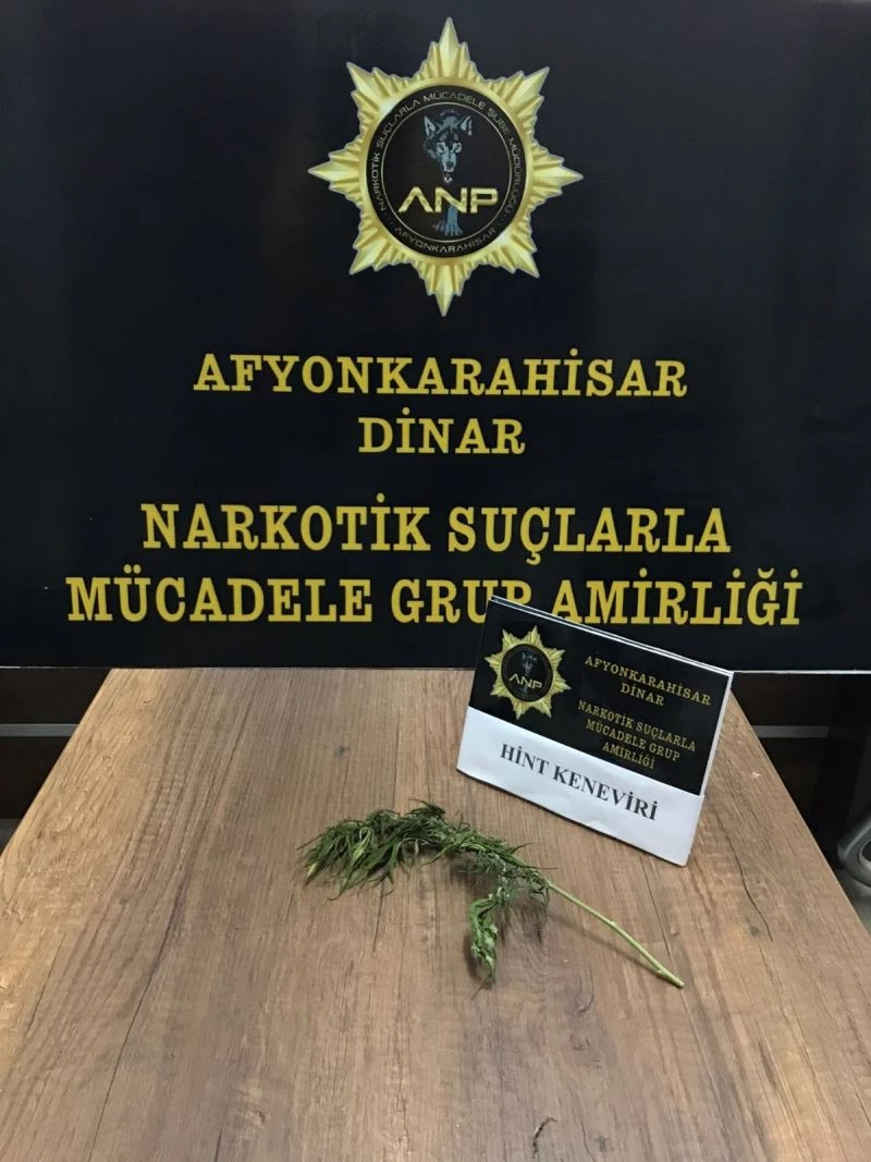 Ektiği tek keneviri esrara çeviremeden polise yakalandı
