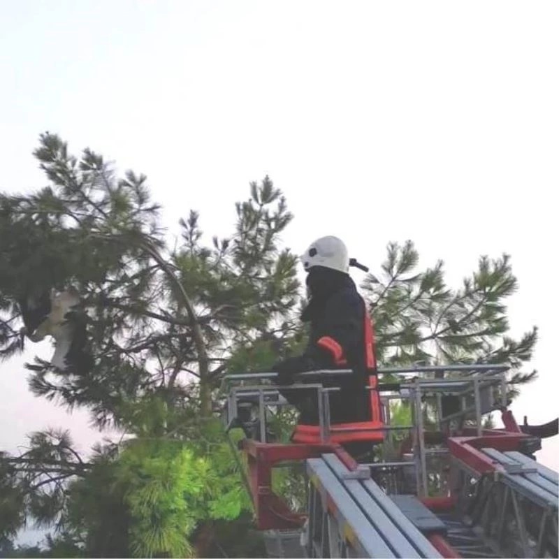 Ağaca takılan leyleği itfaiye ekipleri kurtardı
