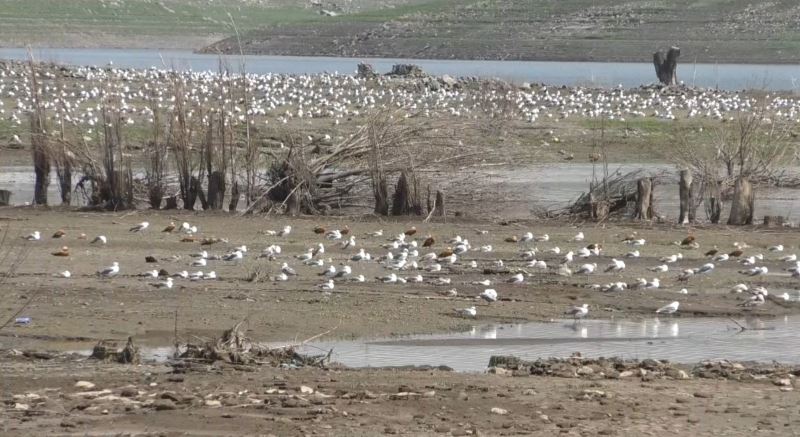 Kars’ta baraj gölü su kuşlarını ağırlıyor
