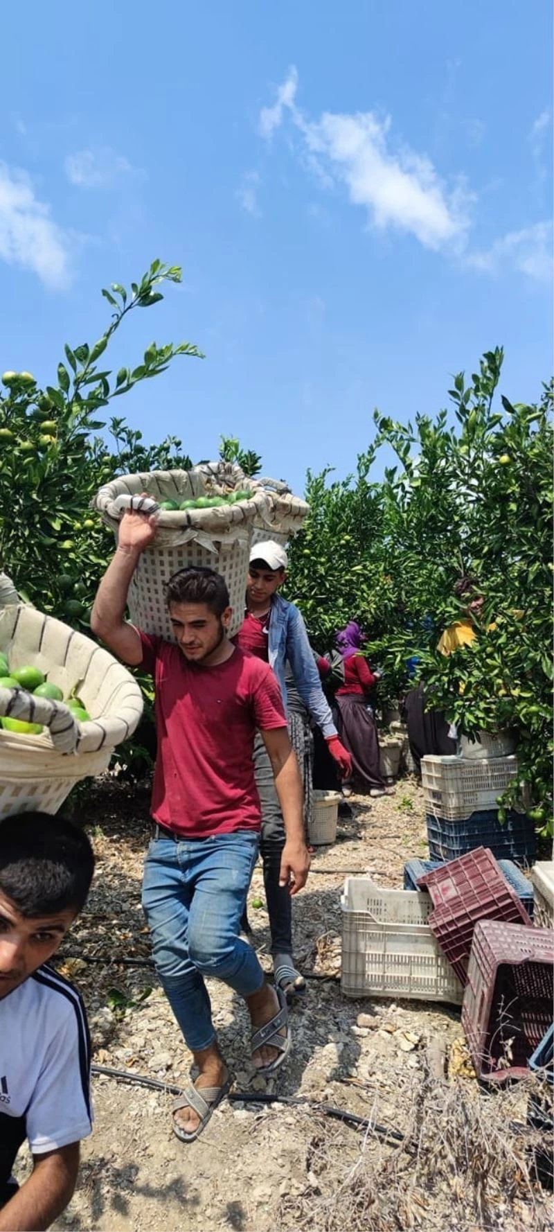 Hatay’da erkenci cins mandalina hasadı başladı
