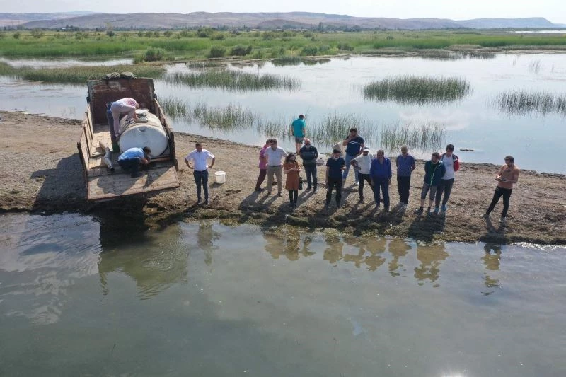 Çorum’da göletlere 944 bin balık yavrusu bırakıldı
