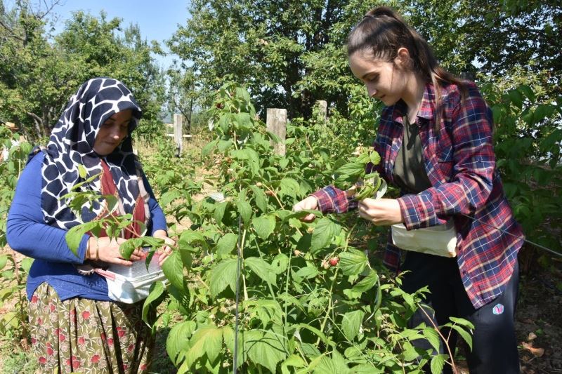 Bu ahududunun kilosu 45 lira
