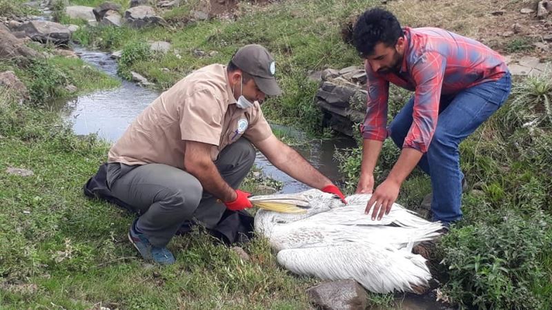 Tedavisi tamamlanan pelikan doğaya bırakıldı
