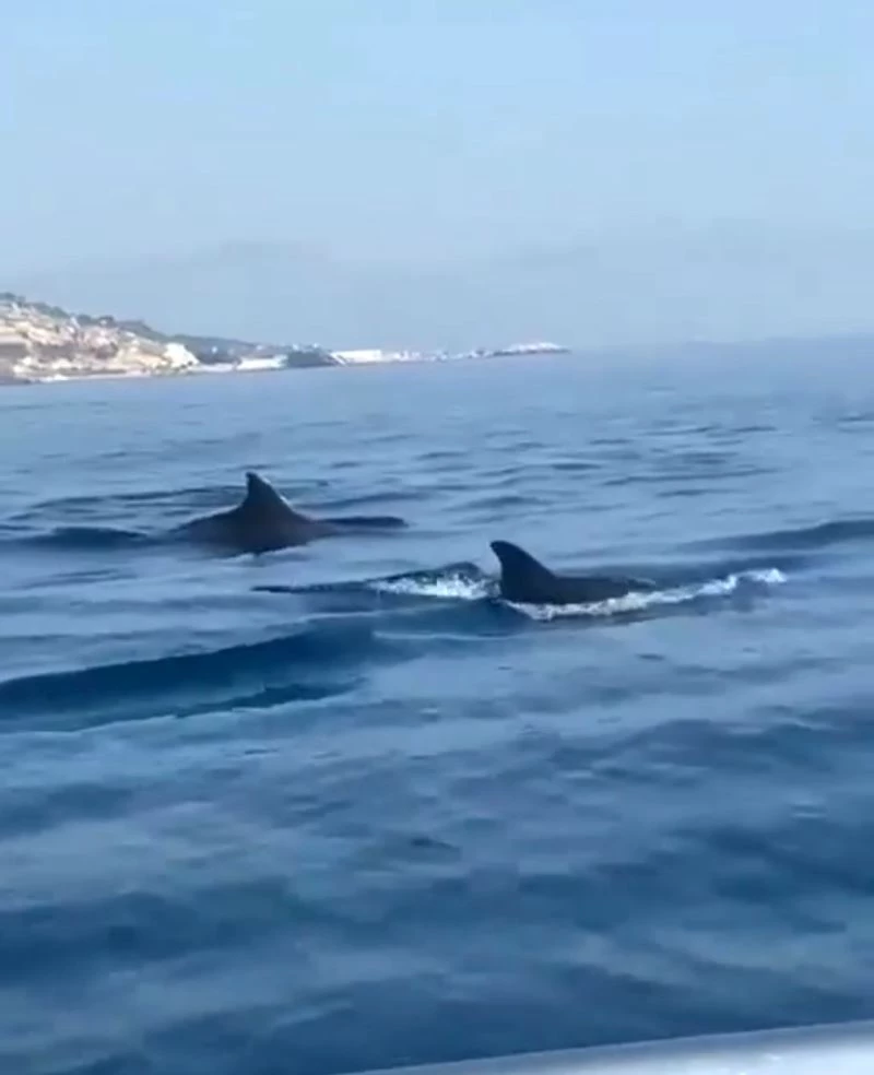 Akdeniz’de yunusların görsel şöleni
