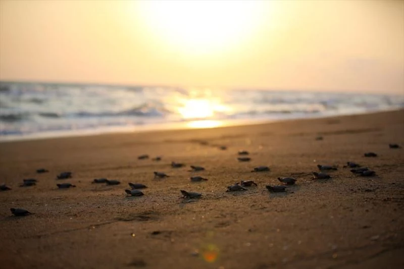 Yumurtalarından çıkan yavru deniz kaplumbağaları, mavi sularla buluşup 