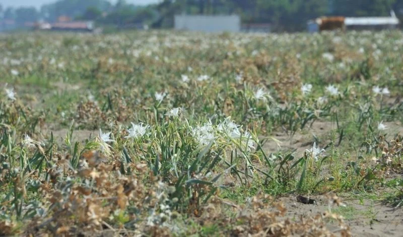 ‘Kum zambakları’ koruma altında
