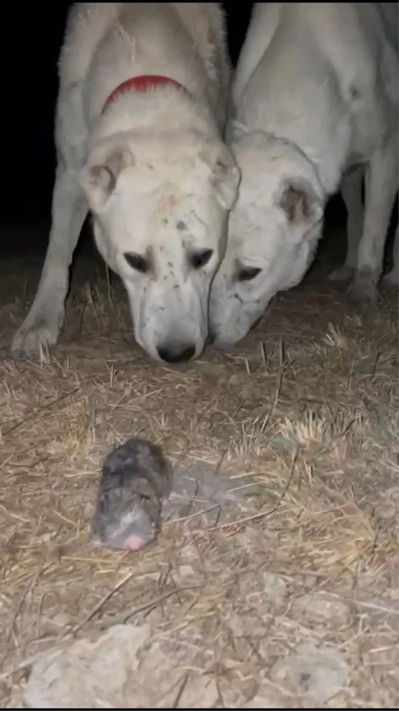 Akbaşlarla karşılaşan köstebeğin zarar görmemesi için çabaladı

