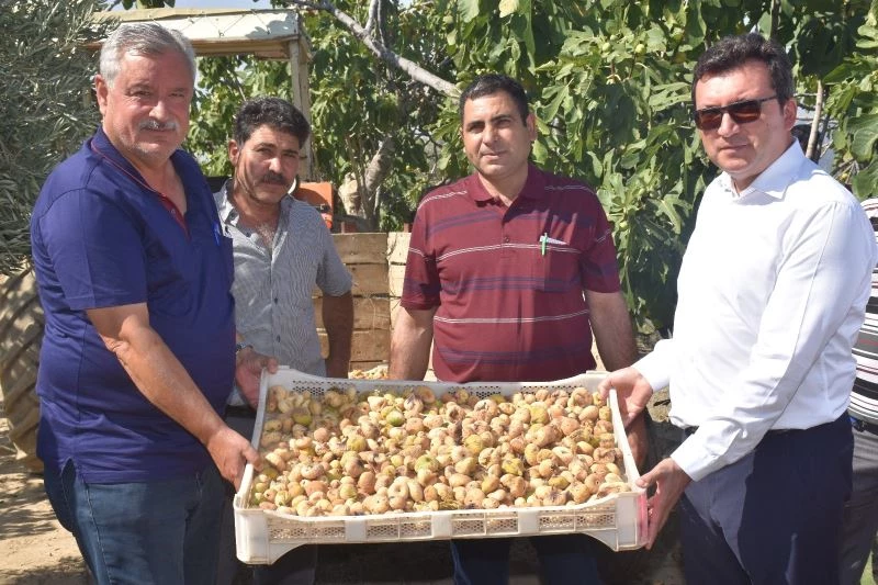 Protokol, köylülerle incir hasadına katıldı
