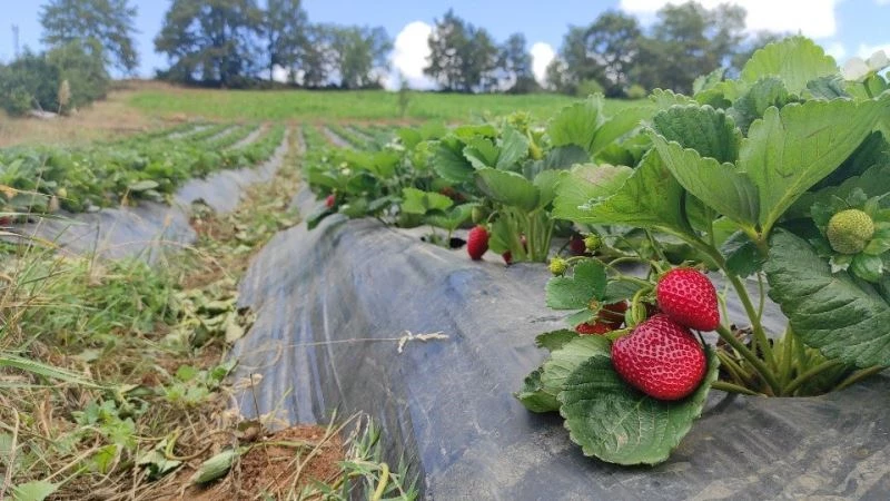 Barındırdığı vitaminlerle vücuda destek veren çileğin hasadı başladı
