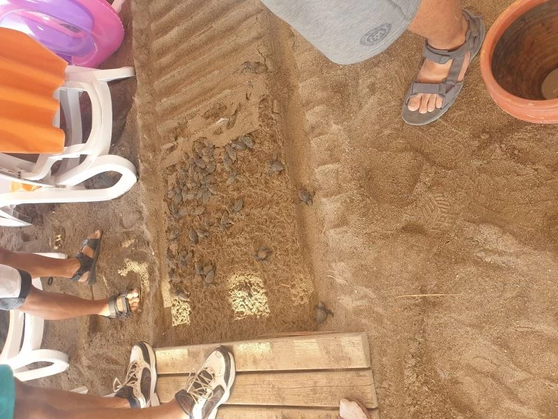 Onlarca yavru caretta, sahildeki yürüme yolu altında telef oldu
