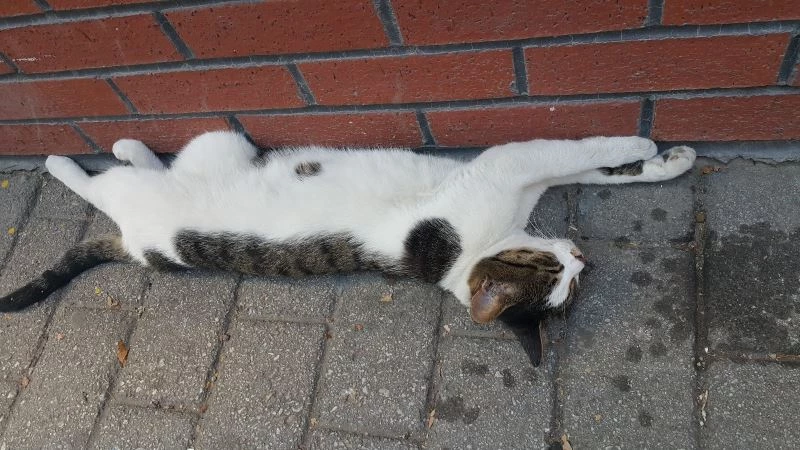 Sıcak havalar insanlar gibi sokak kedilerini de bunalttı
