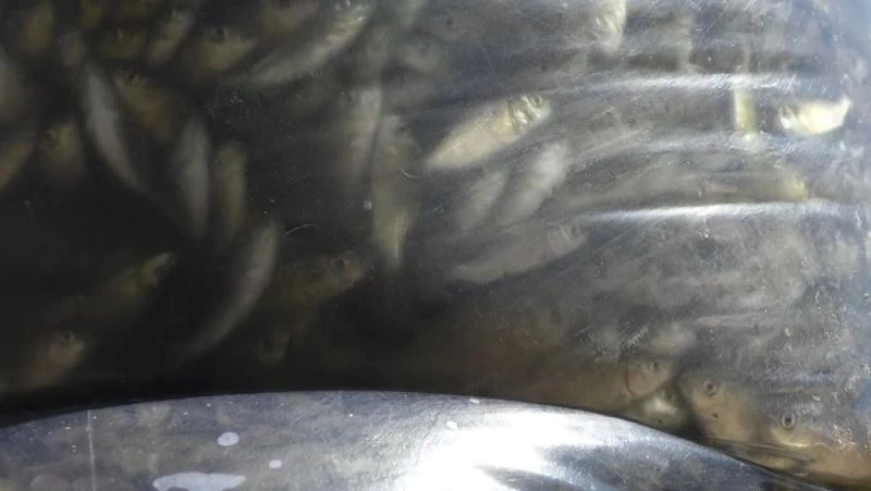 Kars’ta 2 milyon sazan yavrusu göllere bırakıldı
