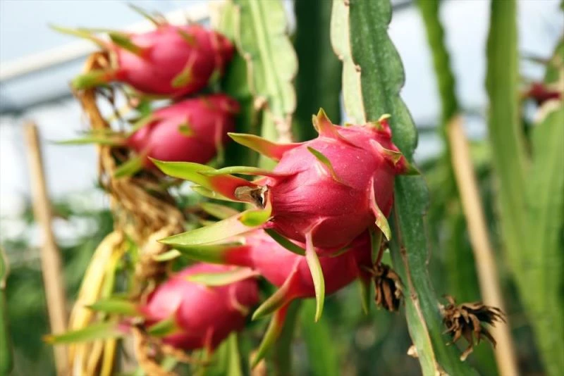 Üretim alanı genişleyen ejder meyvesi fiyatıyla üreticisinin yüzünü güldürdü