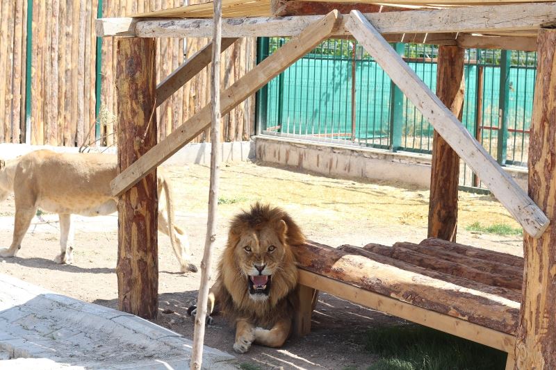 Ankara’da tartışmalara sebep olan aslanlı hayvanat bahçesinin işletmecisi yapılan haberleri yalanladı
