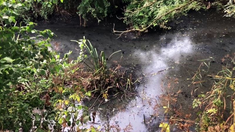 Acarlar Longozunu besleyen derelerde balık ölümlerine bölge halkından tepki
