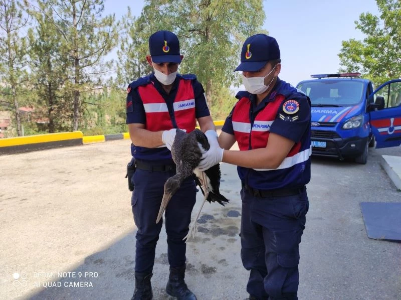Ölmeyi bekleyen leyleği jandarma kurtardı
