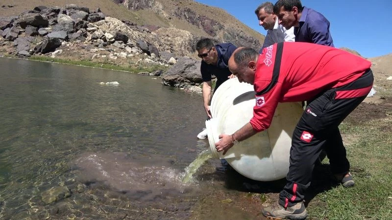 Sat Buzul Göllerine 60 bin yavru sazan bırakıldı
