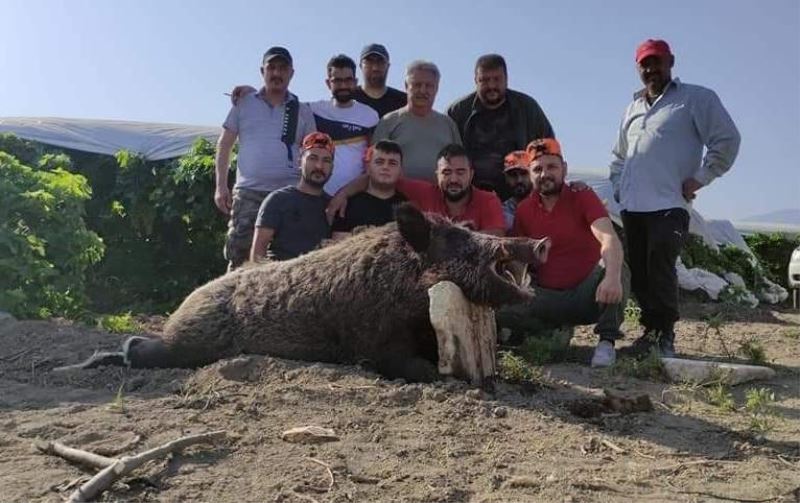 Mısır üreticisi Kocabaş canavarından kurtuldu
