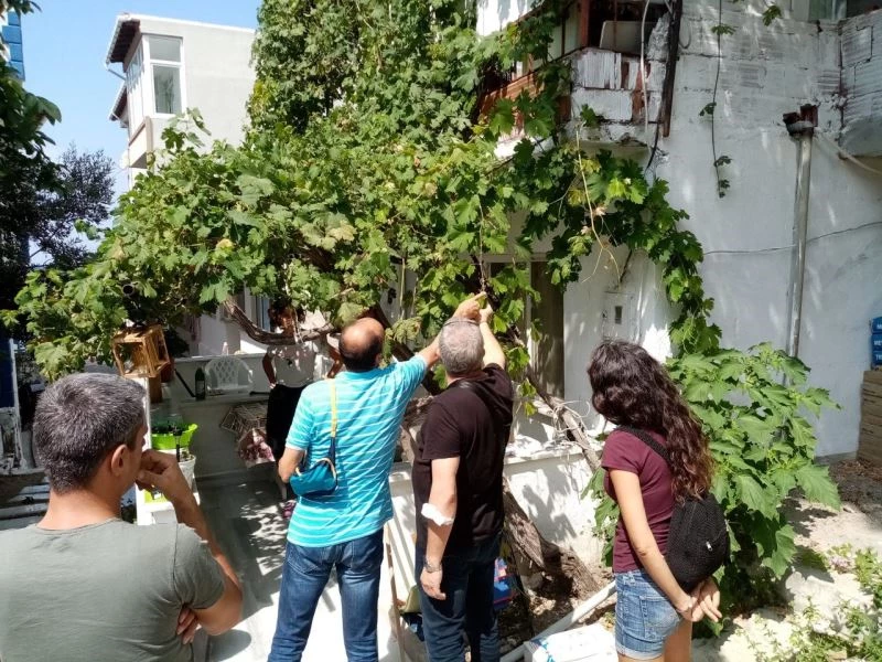 Marmara Adasının yok olan üzüm bağları yeniden kurulacak
