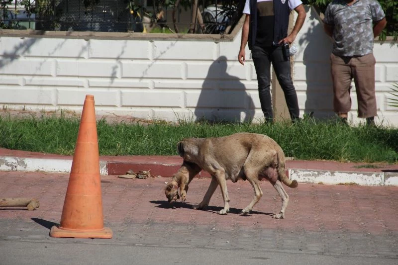 Anne köpeğin ölü yavrusunu taşıması duygulandırdı

