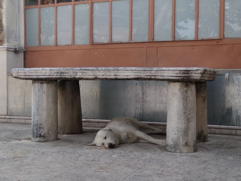 Sıcaktan bunalan köpek musalla taşının altına yattı
