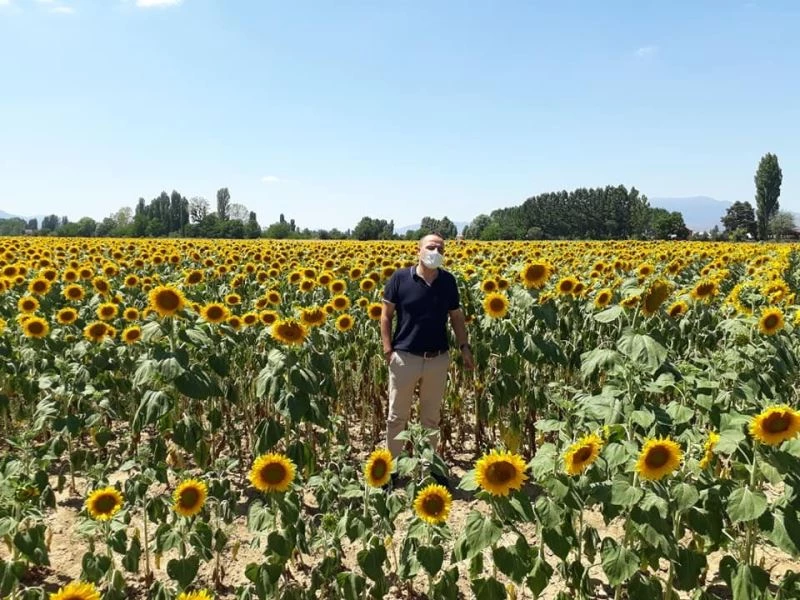 3 bin dekarlık ayçiçeği tarlaları görsel şölen oluşturdu
