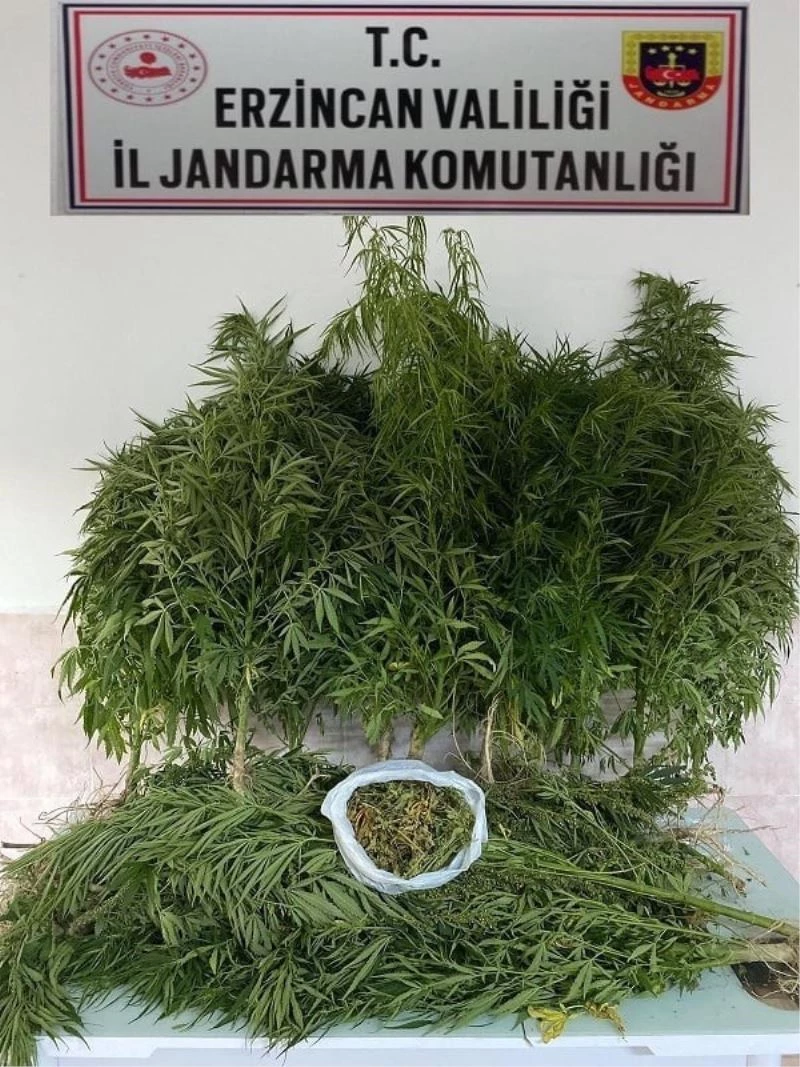 Erzincan’da bir miktar Hint keneviri ve esrar ele geçirildi
