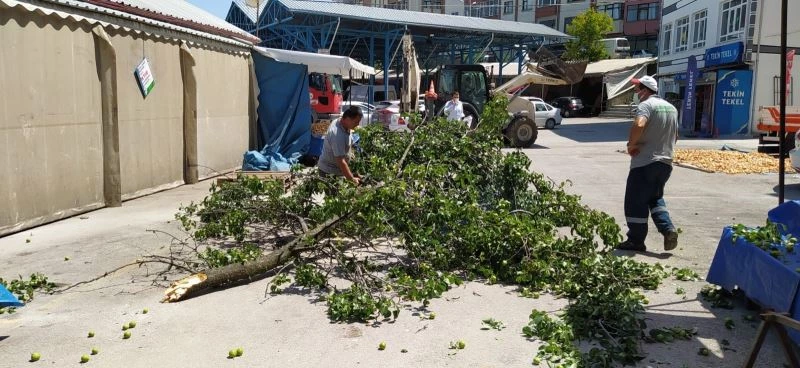 Kopan ağaç dalından tezgahın brandası korudu
