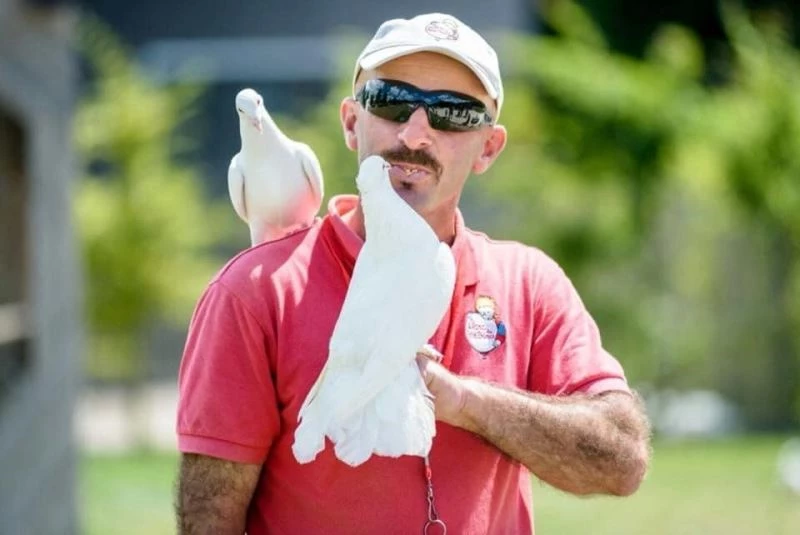 Yerli güvercinler Avrupa’da boy gösterecek
