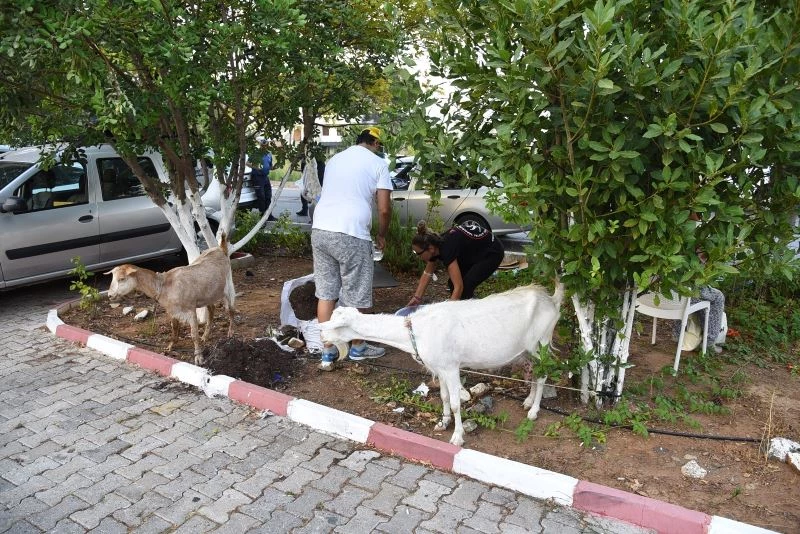 Kadıköy, yangından etkilenen tüm canlılar için seferber oldu
