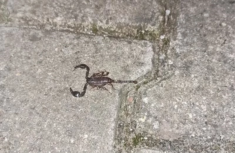 Mahalleyi zehirli akrep korkusu sardı
