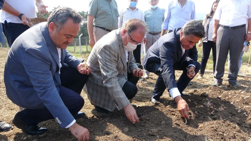 Mutluluk iksiri safranın soğanları toprakla buluşturuldu
