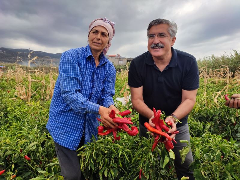 Samandağ biberinde son hasat
