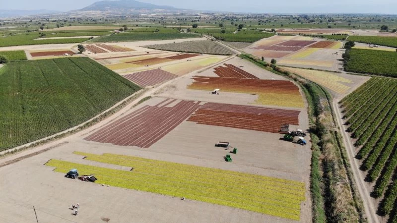 Manisa Ovasına serilen binlerce ton üzüm renk cümbüşü oluşturdu
