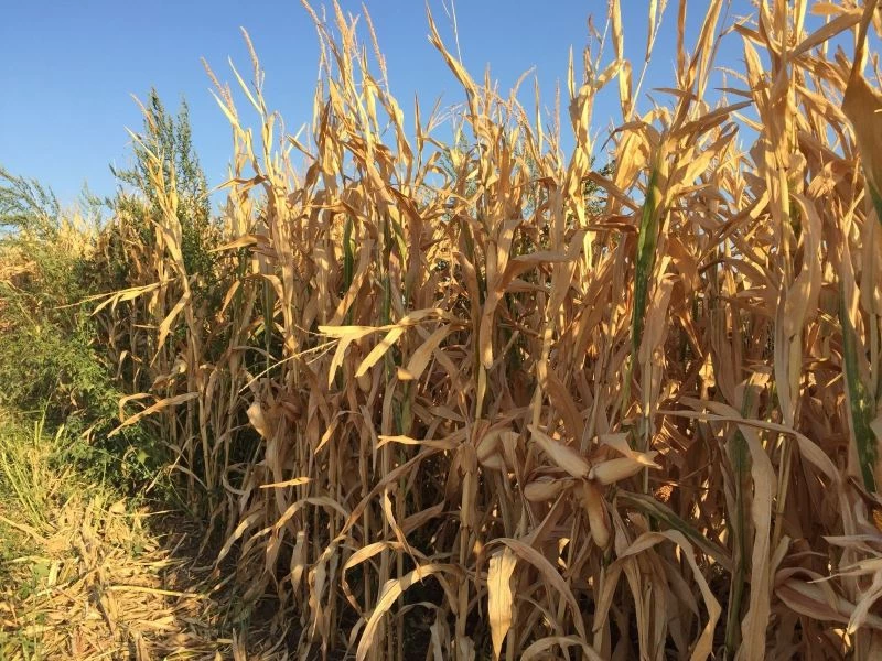 Mısırda kalite yüksek, verim düşük

