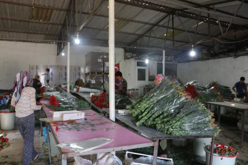 Deregümü köyünün kesme çiçekleri dış pazar için hazır