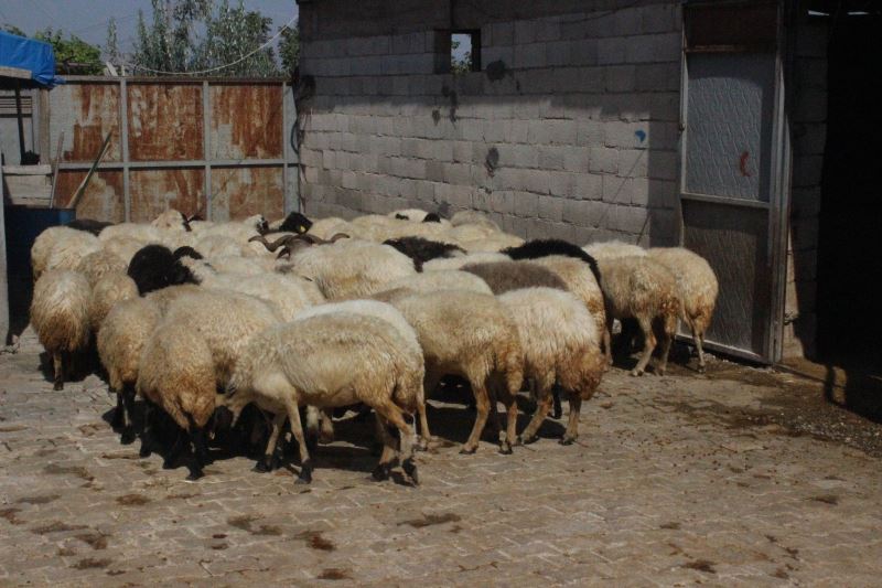 Çaldığı koyunları satarak parasını gazinoda yedi
