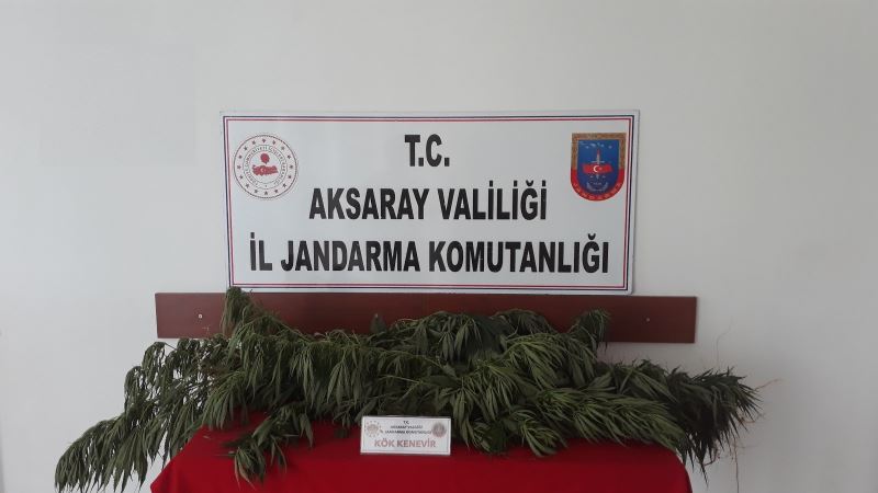 Aksaray’da jandarmadan bahçelere kenevir operasyonu
