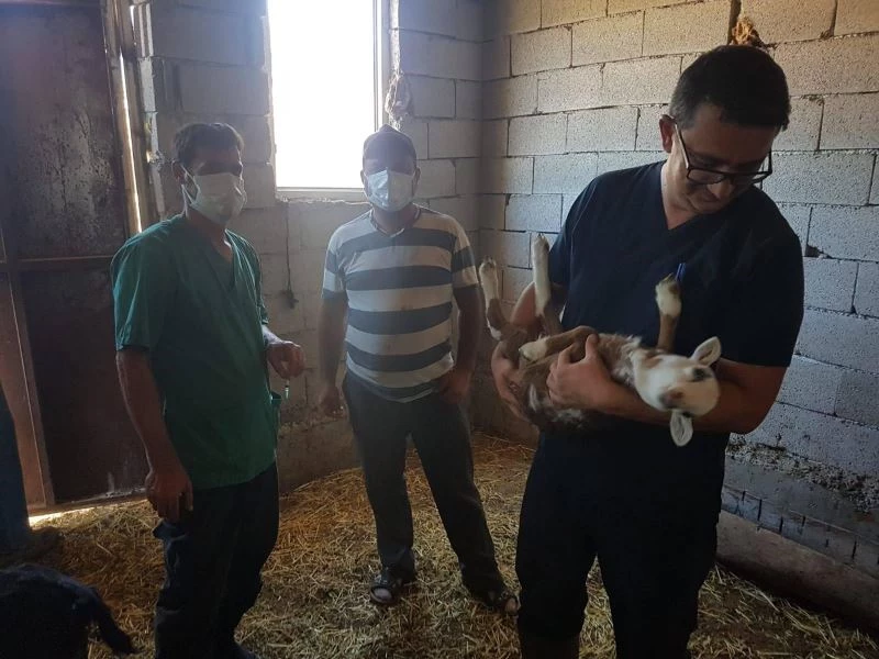 Küçükbaş hayvanlara küpeleme ve aşı çalışması
