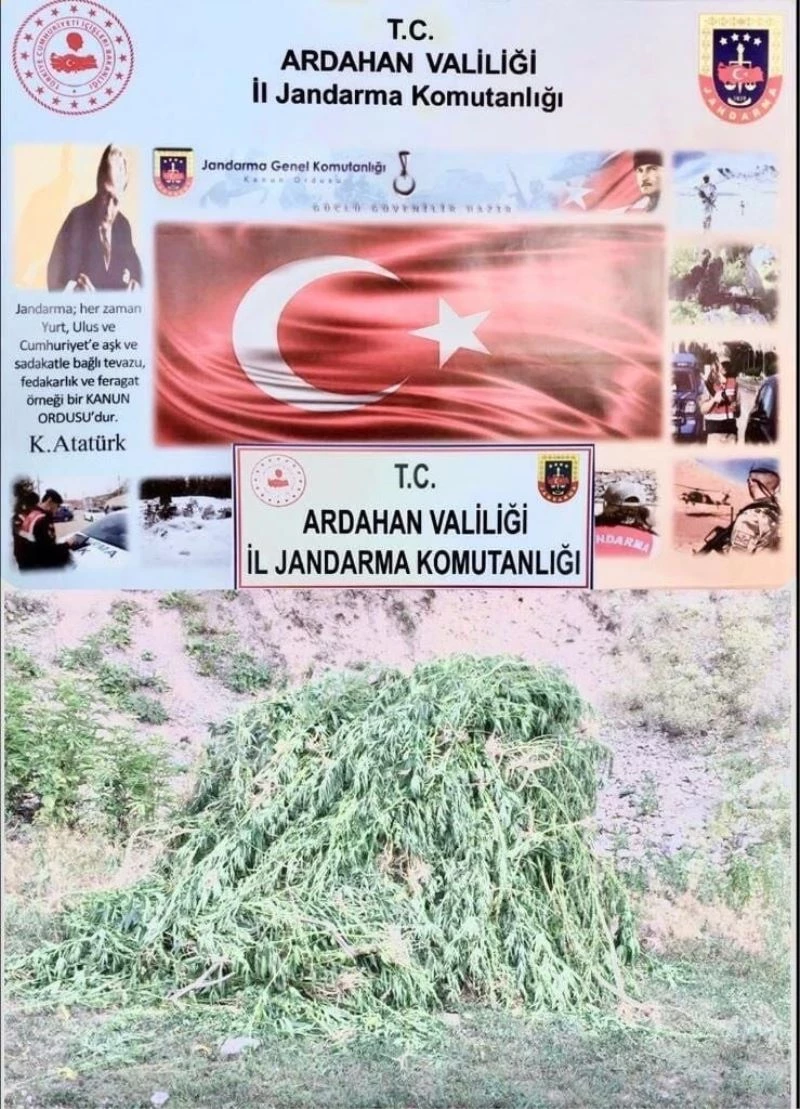 Kendiliğinden yetişen 23 bin 800 kök kenevir bitkisi imha edildi
