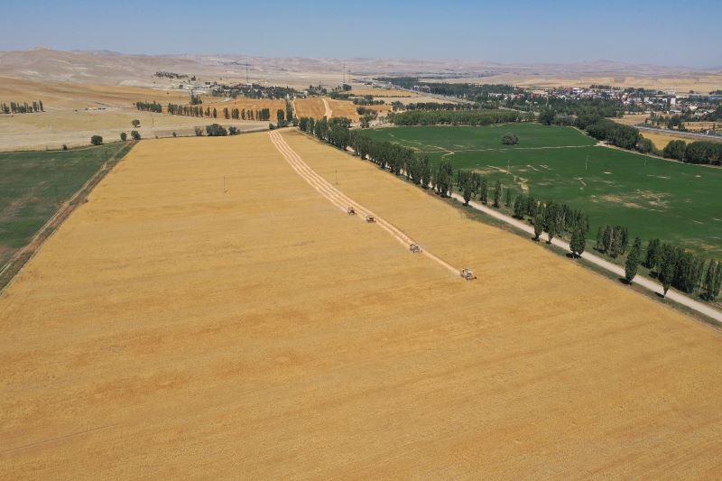 Sivas’a özgü Zeron buğdayının hasadı başladı
