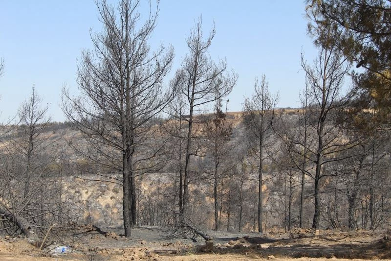 Tavas’taki yangın  kontrol altına alındı
